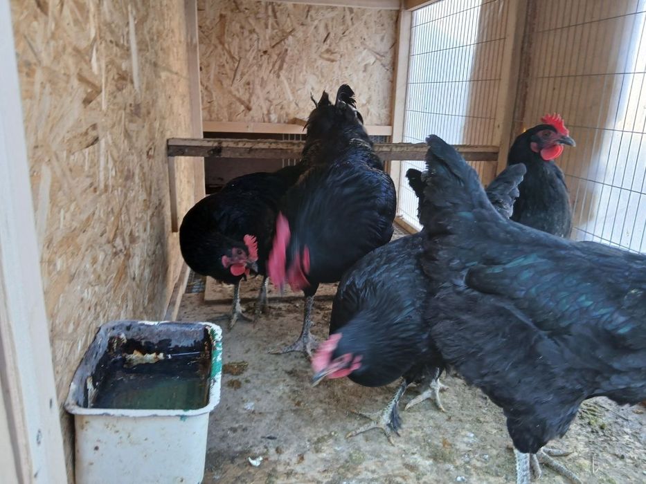 Qora shag'zoda tovuqlar sotiladi