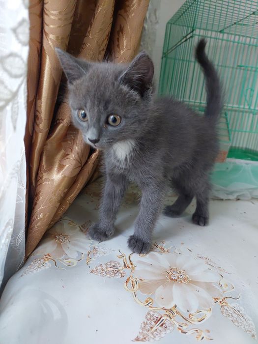 Отдам котёнка срочно