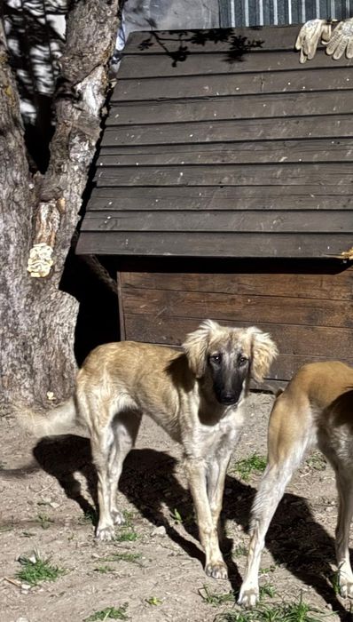 Тазы күшік сатылады 6-7 айлық еркек