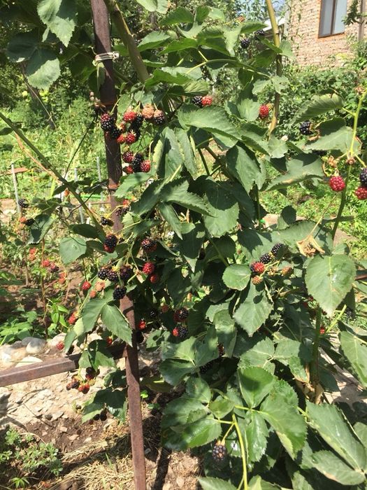 Продаю саженцы ежемалины