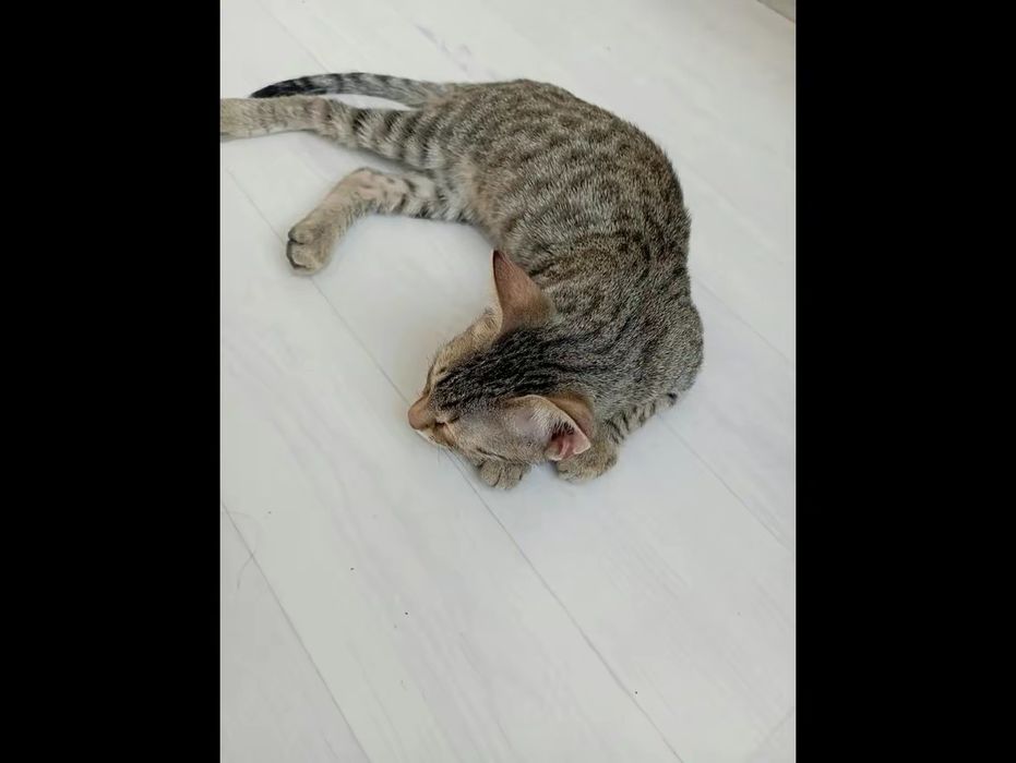 Продам Бенгальская котёнок