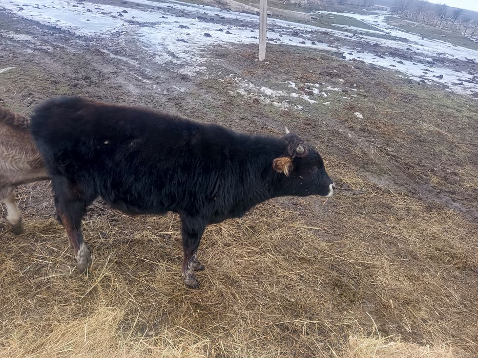 Продаётся 9 бечкоф 1 телка