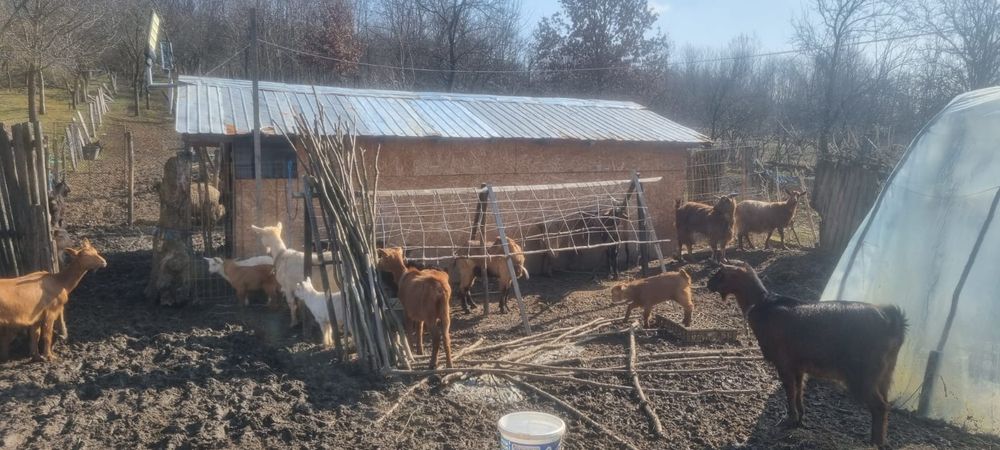 Capre și oi de vanzare