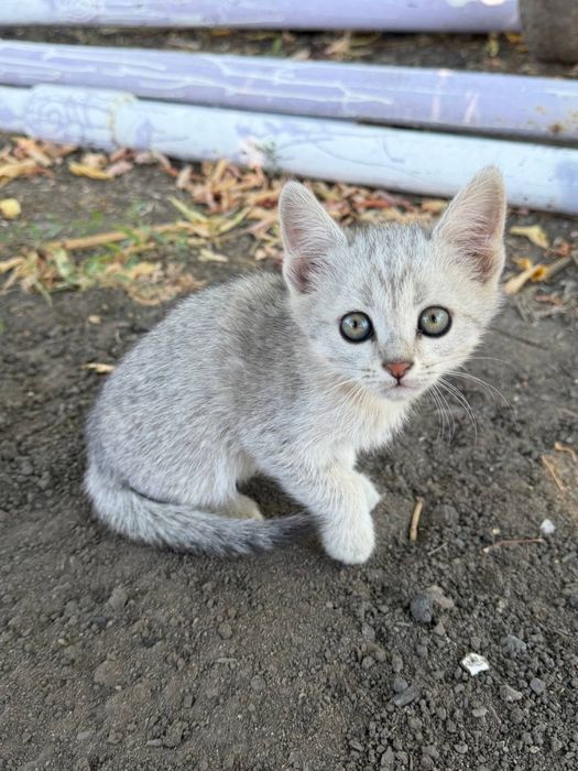 Отдам котят в добрые руки