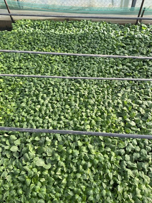 Rasad Legume  Profesionale