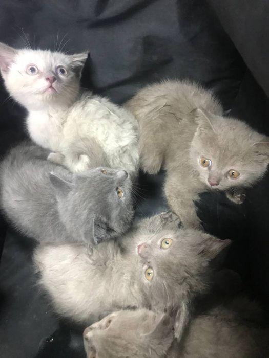 отдам котят даром скоттиш страйт