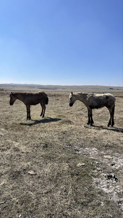 Тайлар сатылады.