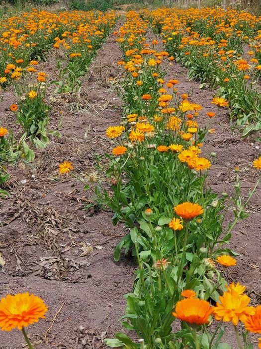 Vând sămânță de galbenele și foare