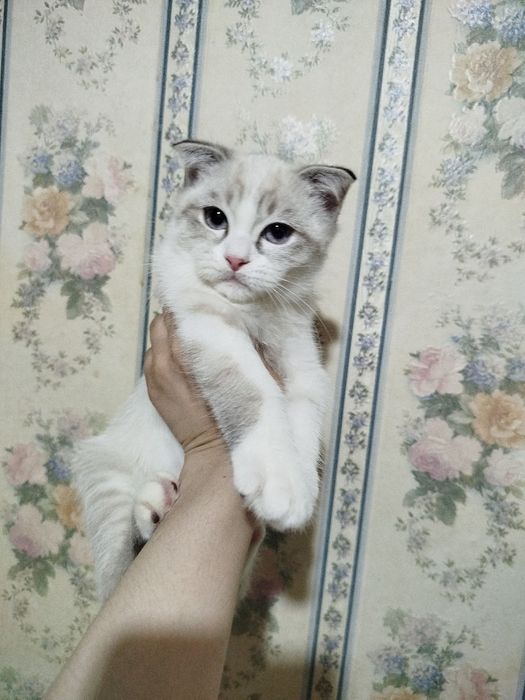 Продается котенок