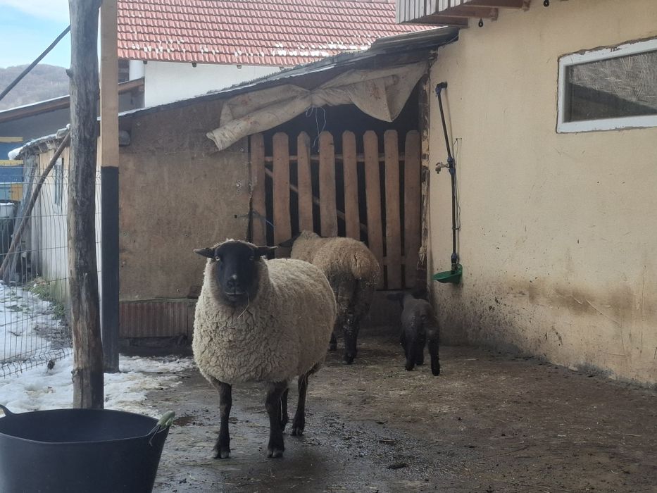 Oi si un berbec suffolc