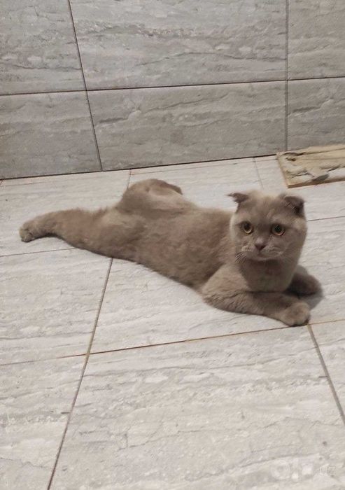 Кошка и детки. Породистые, шотландский фолд