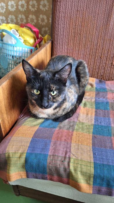 Това коте търси своя дом! Подарявам.