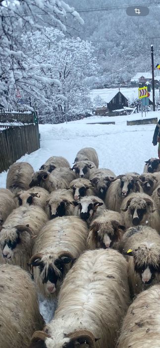 Oi breze de vânzare!