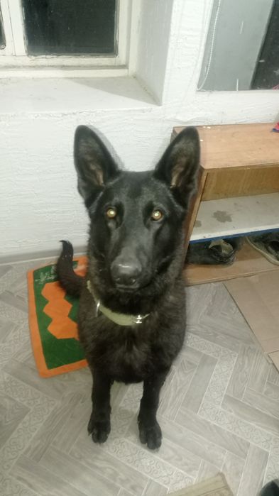 Вязка  немецкий овчарка