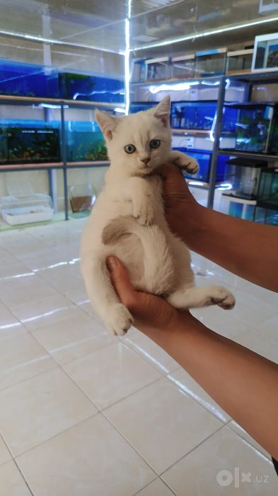 Продается котёнок шиншилла