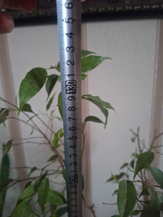 Продам фикус Бенджамина