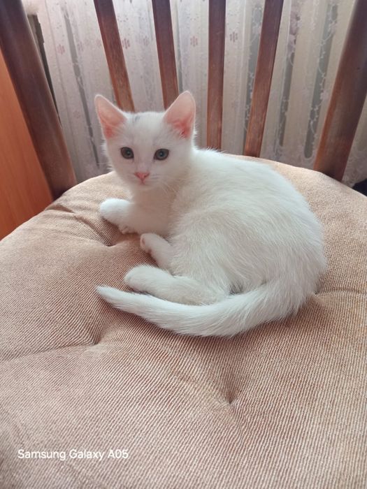 Отдам котят ,две девочки