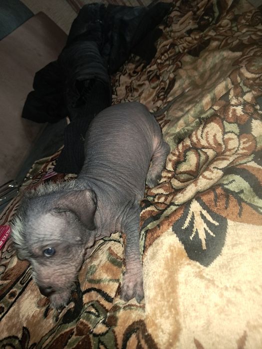 Китайская хохлатая