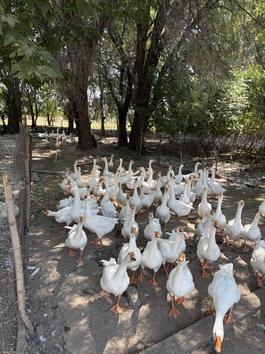 Продам гусей гусей брал с Казани