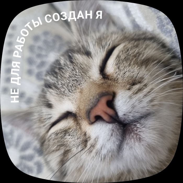 Котёнок в добрые ручки