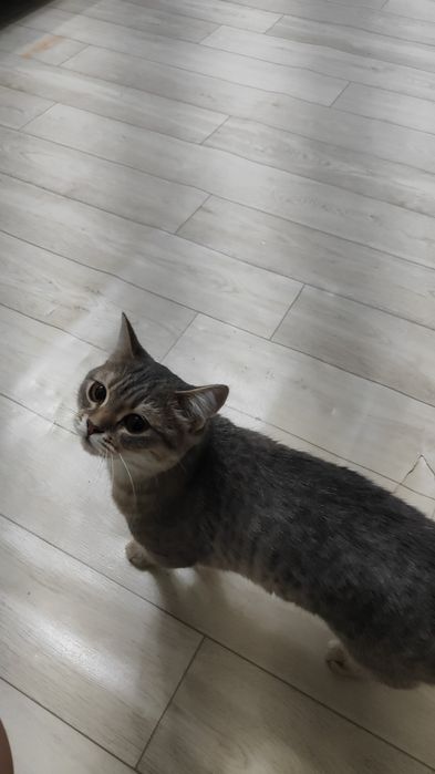 Отдам даром кошку