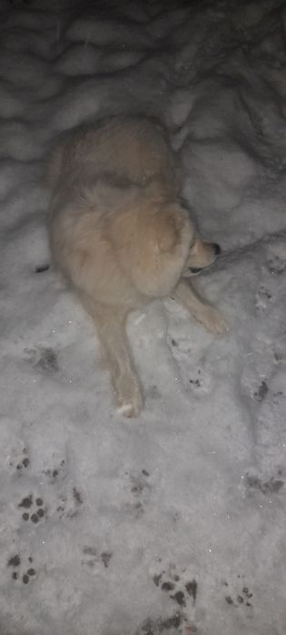 Продаётся щенок  сибирский лаика