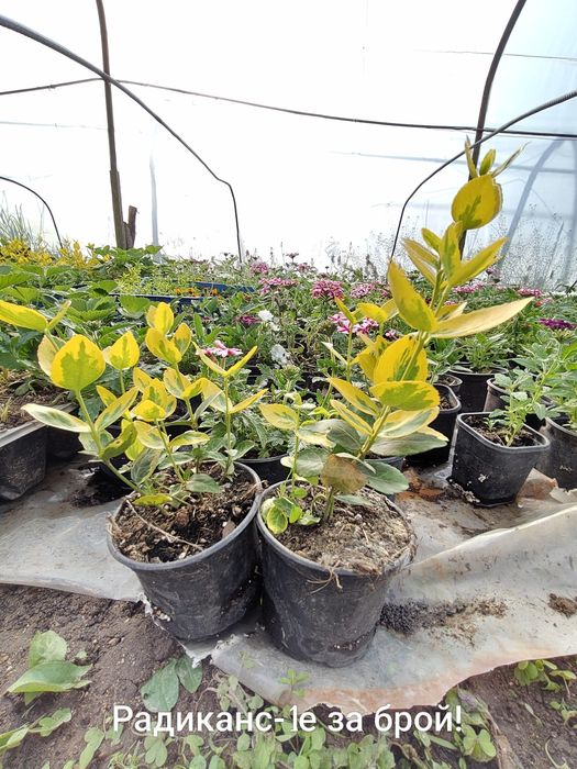 Продавам различни видове цветя