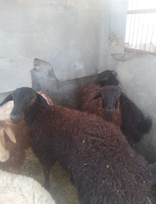 Баран зор алатын болсаңдар жазыңдар