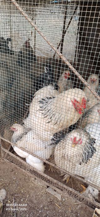 Brama xurozlar sotiladi