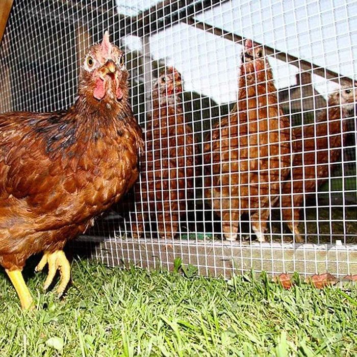 Рулонная сетка Куш сетка для птицы Qush setka Rulon