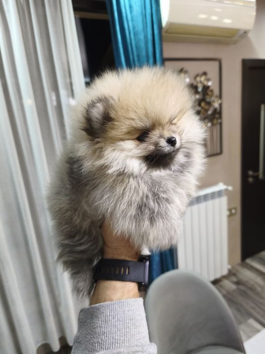 Померан мъжки и женски