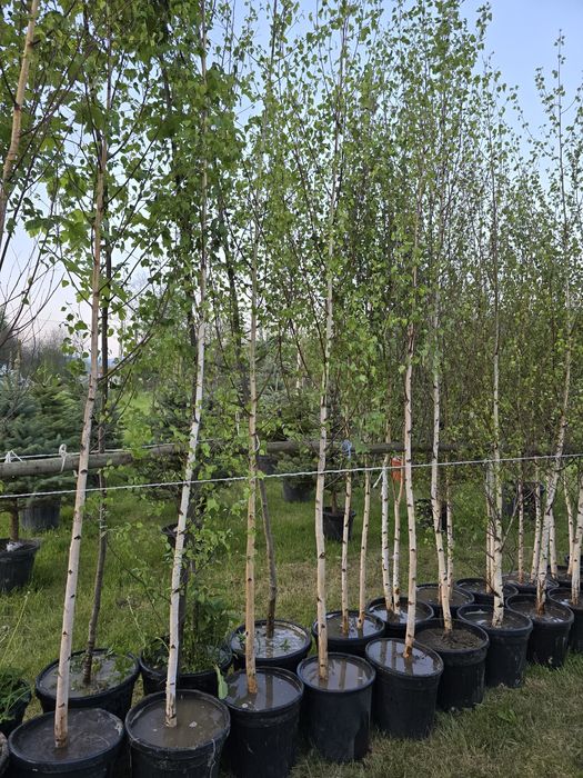 Mesteacăn în ghiveci