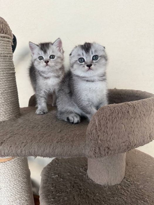 Продается котята скотиш фолд и страйт