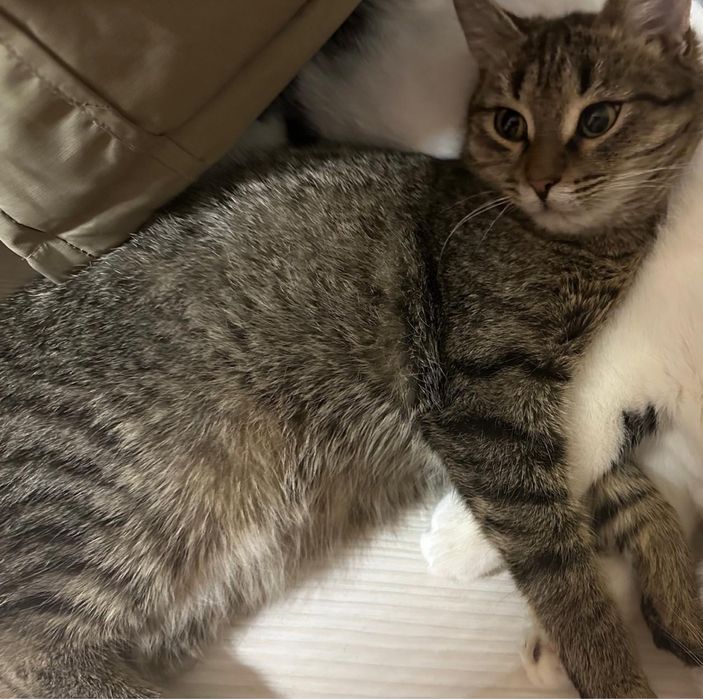 Кошка 6-8 месяцев