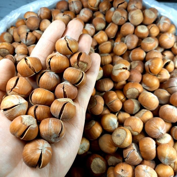 Фундук funduk yongok лесной орех