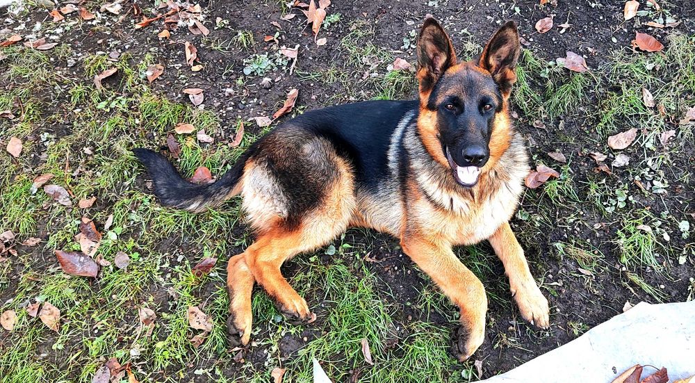 Щенки овчарки продается