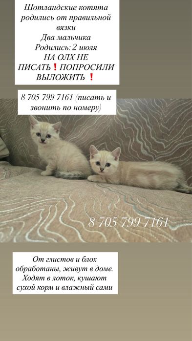 Шотландские котята (скоттиш страйт) Мальчики