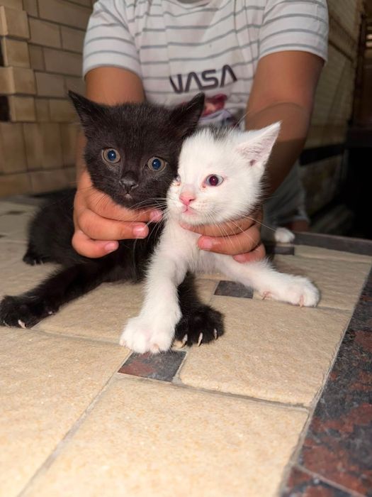 Продаетца котенки