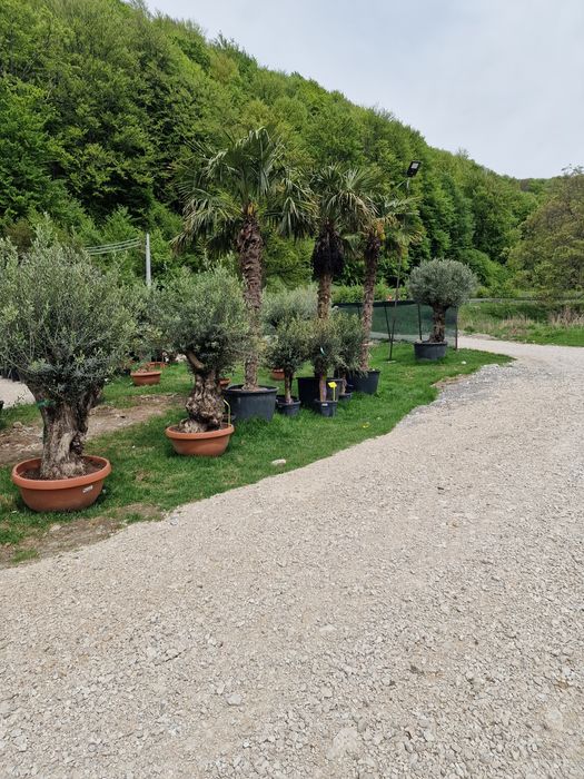 Vand maslin mai multe dimensiuni