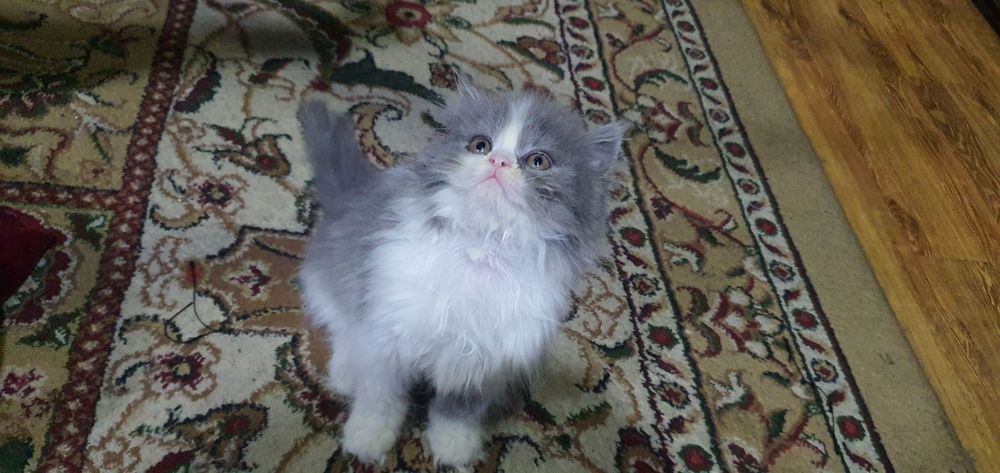 Sqotish strayt heland soglom odobli