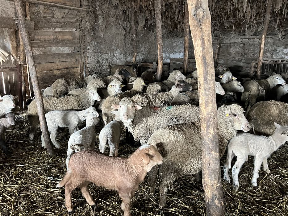 Vand oi fatate si gestante