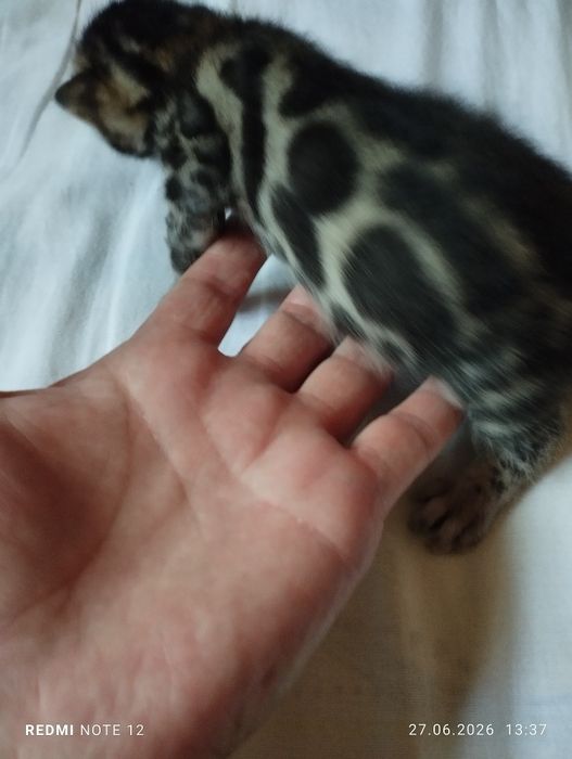 Бенгальский котик. Золотой