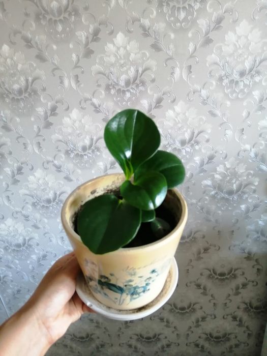 Продам комнатные цветы