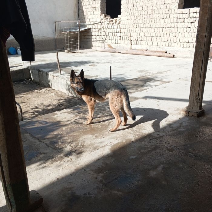 Немецкий афчарка 2 йош еркака кеган куйсагиз тугати айол кучук