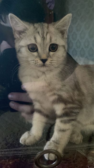 Продам котёнка девочка