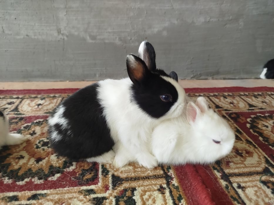 Карлик куёнчалар