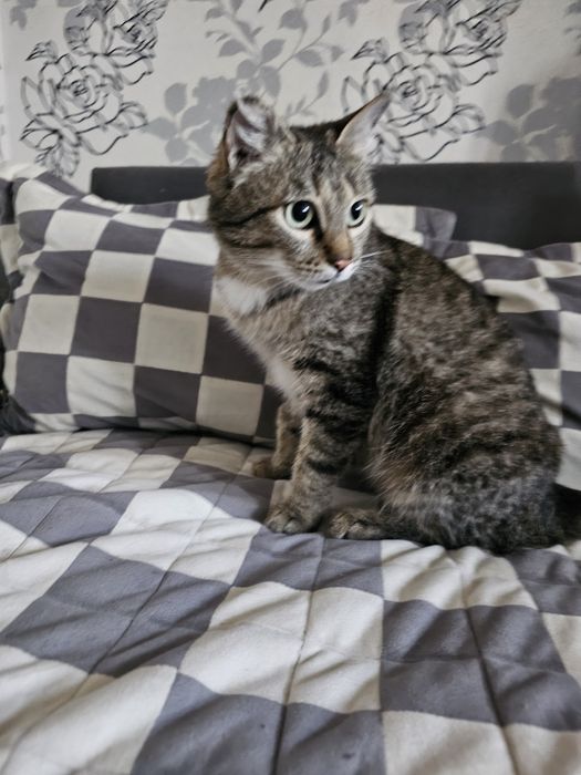 Ищем дом кошечке