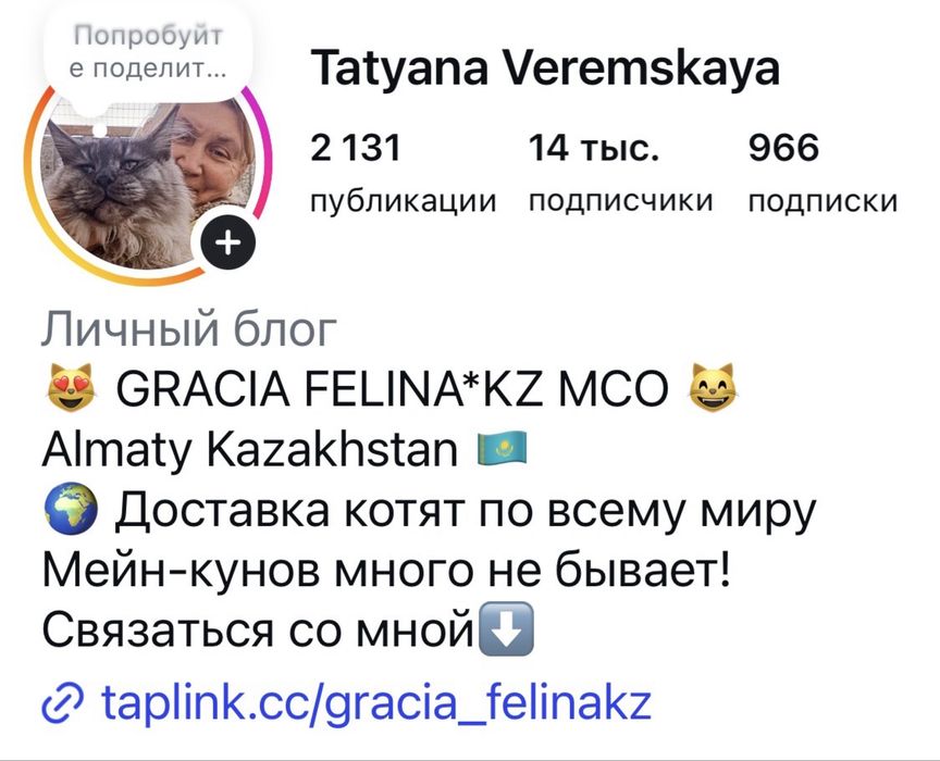 котята мейн-кун из питомника