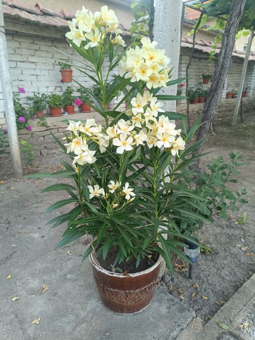 Продавам олеандри