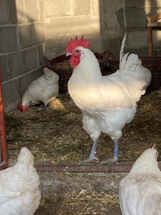 Oua incubat La Bresse